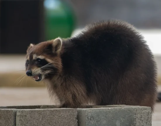 Alerte urgente : Un raton laveur enragé attaquant des chiens en Géorgie suscite des préoccupations chez les voisins et les propriétaires d'animaux.