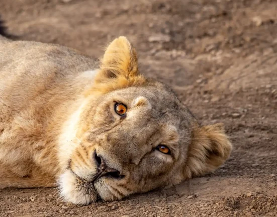 Après la mort de 8 lions en danger en Inde, un nouveau système d'alerte thermique signale 3 500 espèces menacées.