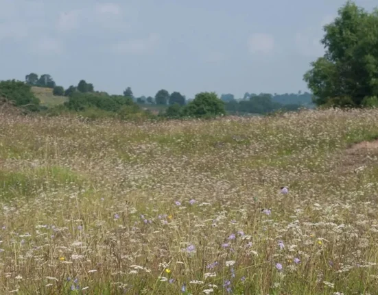 Après un millénaire d'exploitation minière, cette prairie britannique rare fait face à de nouveaux défis