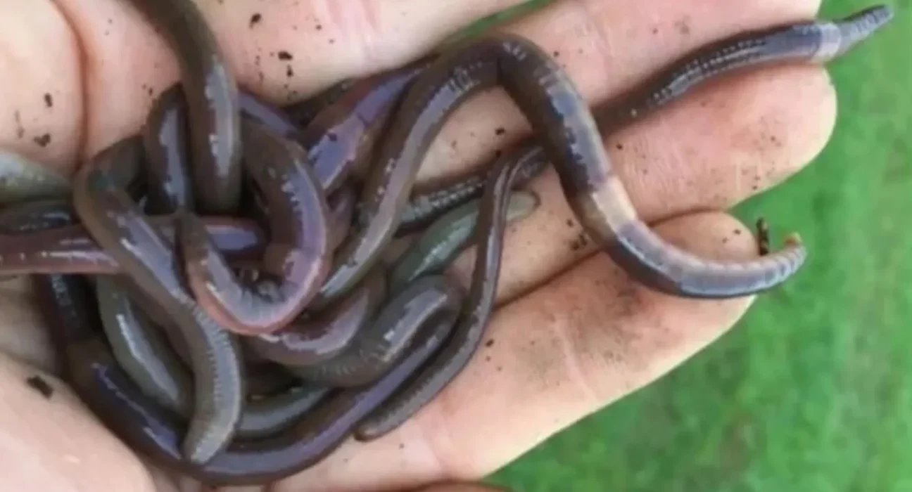 Après une tempête au Texas, une femme découvre des vers sautants envahissants dans sa maison, se comportant comme des serpents.