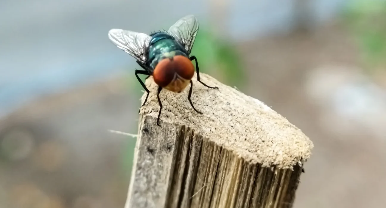 Augmentation des cas de larves nécrophages au Texas : Quarantaine et lâcher de millions de mouches stériles