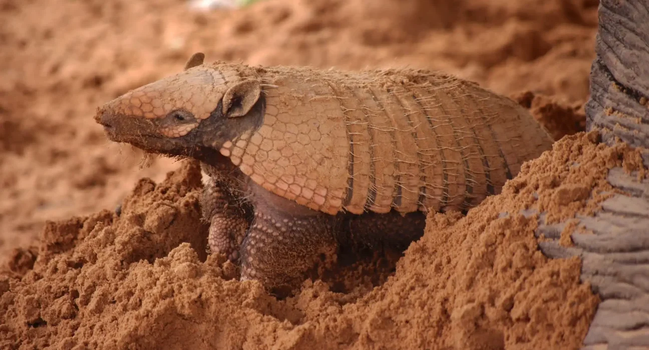 Augmentation des cas de lèpre en Floride : la terre près des terriers d'armadillos pourrait être porteuse de la maladie.