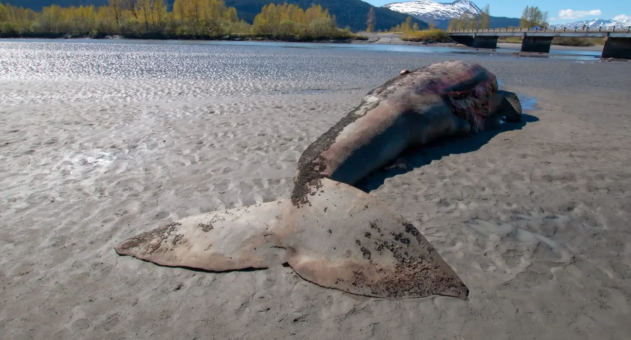 Baleine grise de 38 pieds retrouvée sur la côte avec morsures d'ornithorynques : une augmentation des échouages dans le Nord-Ouest.