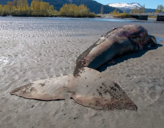 Baleine grise de 38 pieds retrouvée sur la côte avec morsures d'ornithorynques : une augmentation des échouages dans le Nord-Ouest.