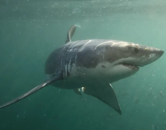 Bella, la grande blanche, parcourt 396 km vers Cape Cod : le requin le plus voyageur de la semaine