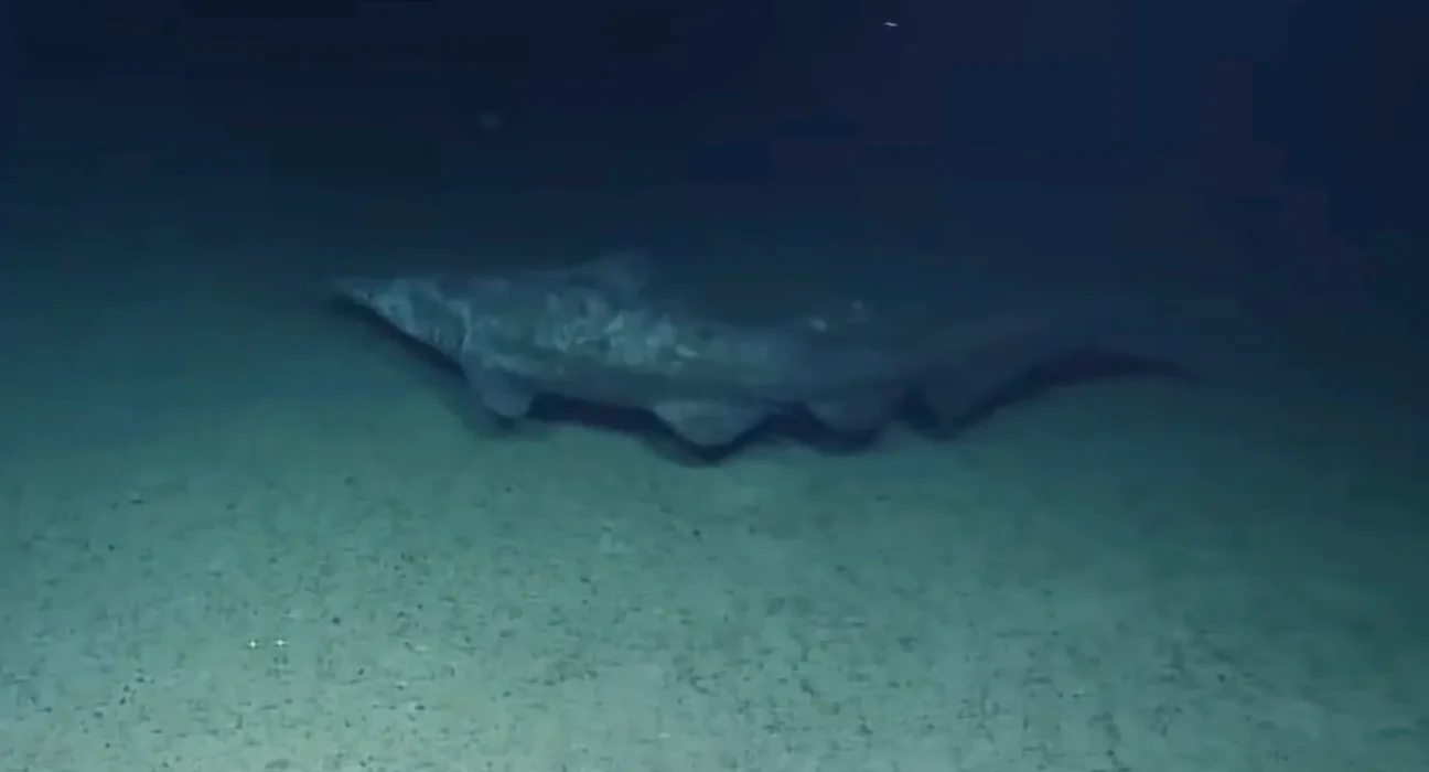 Captations Exceptionnelles : Deux Requins Goblins Découverts en Milieu Naturel, Dont un à une Profondeur Inattendue