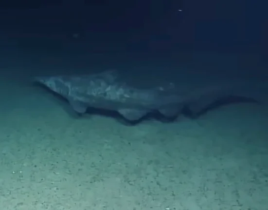 Captations Exceptionnelles : Deux Requins Goblins Découverts en Milieu Naturel, Dont un à une Profondeur Inattendue