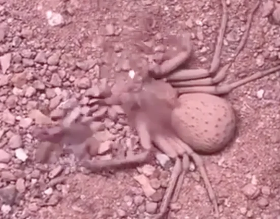 Captivation totale : Une araignée des sables à six yeux se camoufle pour une embuscade