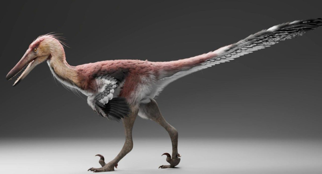 Ce Dinosaure, aux Griffes de Raptor, Chassait Comme un Héron.