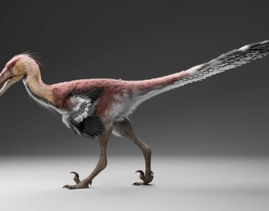 Ce Dinosaure, aux Griffes de Raptor, Chassait Comme un Héron.