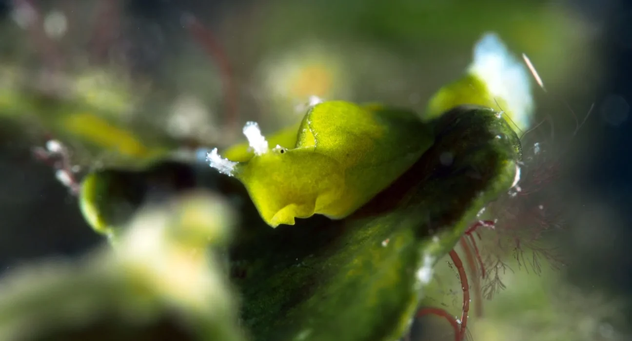 Ce nudibrahce dérobe des chloroplastes d'algues et se nourrit de la lumière du soleil.