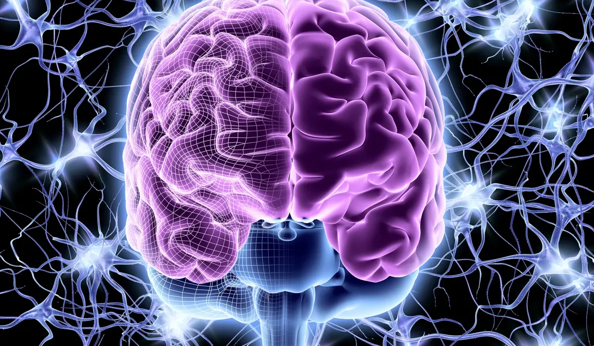Cette Nouvelle Médicament Rajeunit le Cerveau et les Muscles