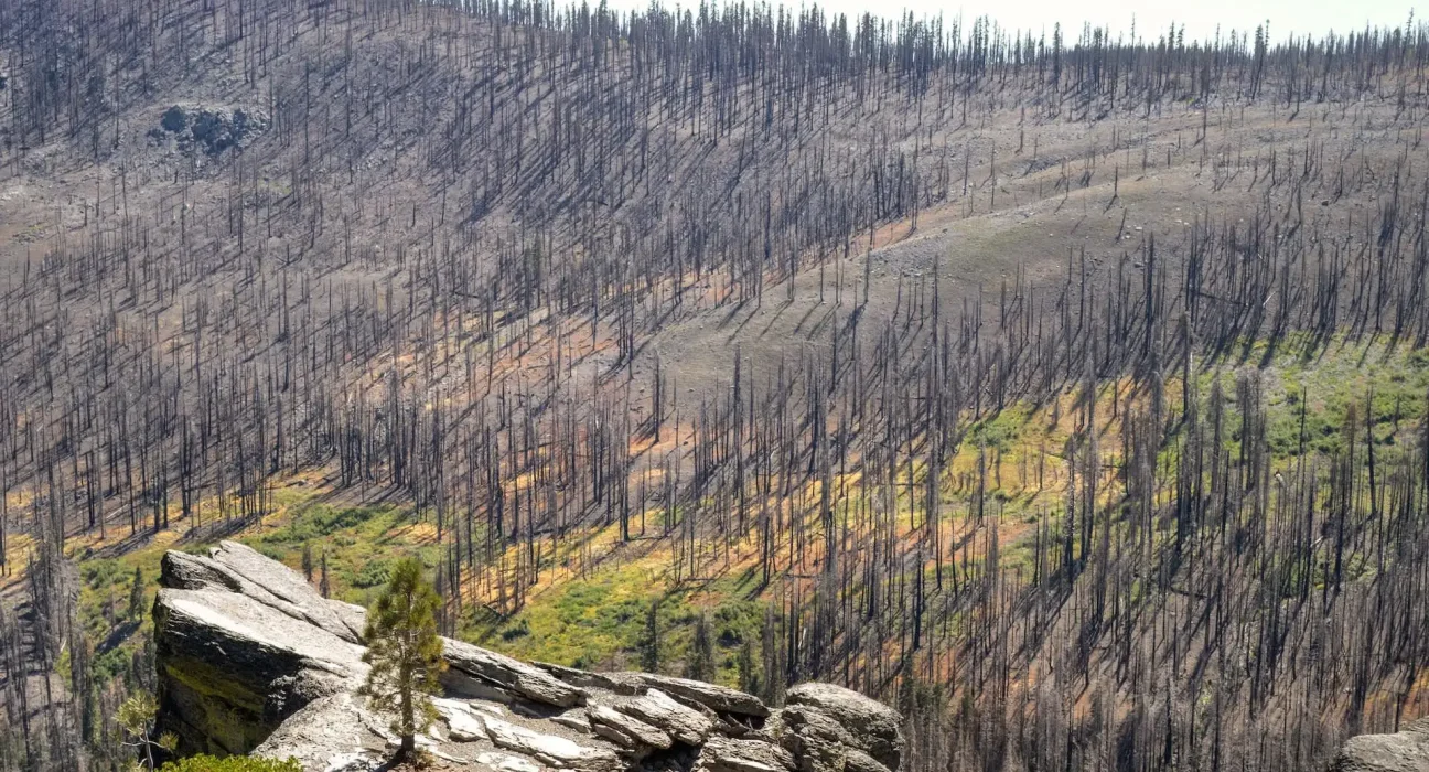 Chaleurs extrêmes : 15 % des jours d'été en cause, mais responsables de 42 % des surfaces brûlées dans l'Ouest des États-Unis