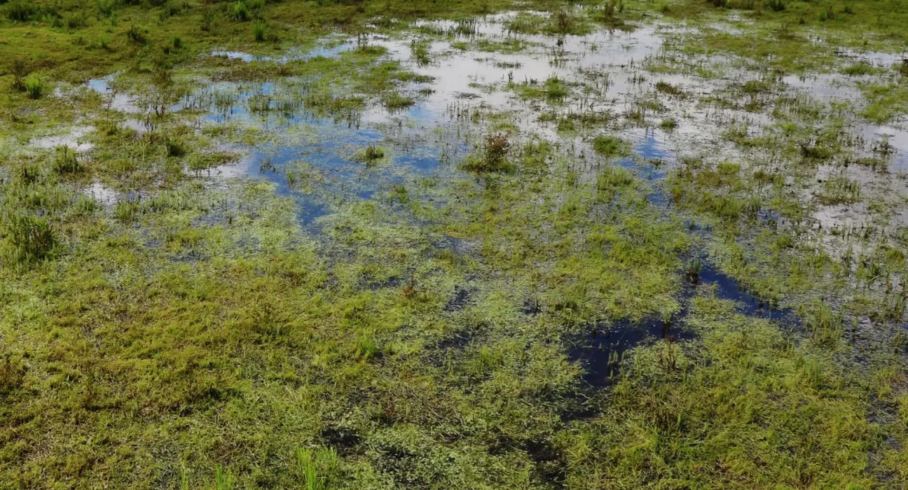 Chaque été, des plongeurs traquent le myriophylle sur un lac du New Hampshire, où la plante invasive continue de dominer.