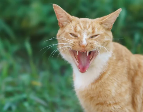 Chat errant enragé mord cinq Floridiens et attaque un chiot avant de mourir sous une maison.