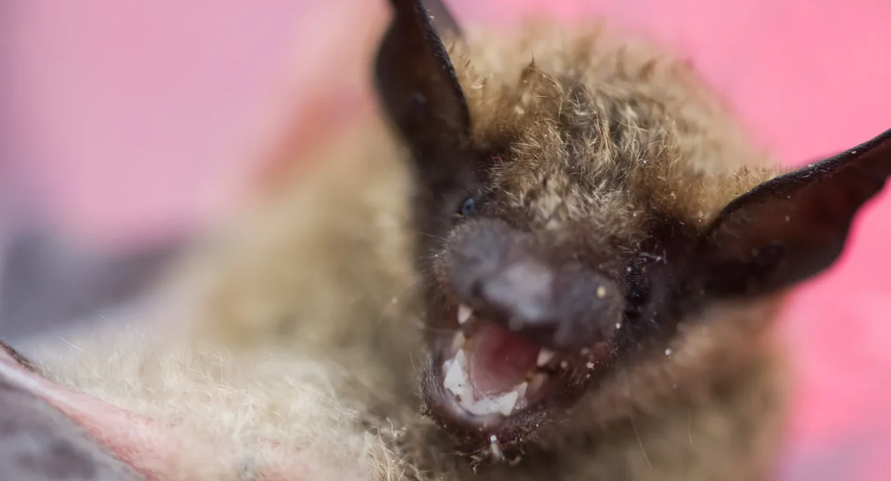 Chauve-souris enragée s'invite dans une maison de Washington, trois habitants en urgence médicale.