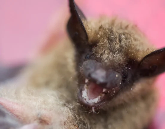 Chauve-souris enragée s'invite dans une maison de Washington, trois habitants en urgence médicale.