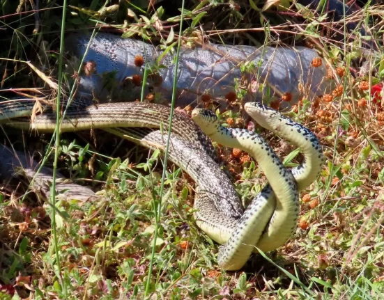 Confrontation Territoriale : Le Vidéo de Serpents Mal Interprétée Comme un Rituel de Mésange