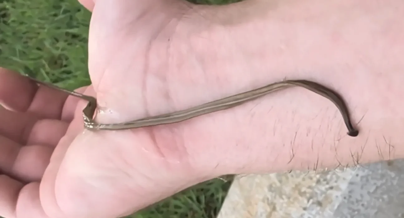 Conseils inattendus d'un expert en insectes pour les parents face à l'apparition de vers envahissants sur les trottoirs.