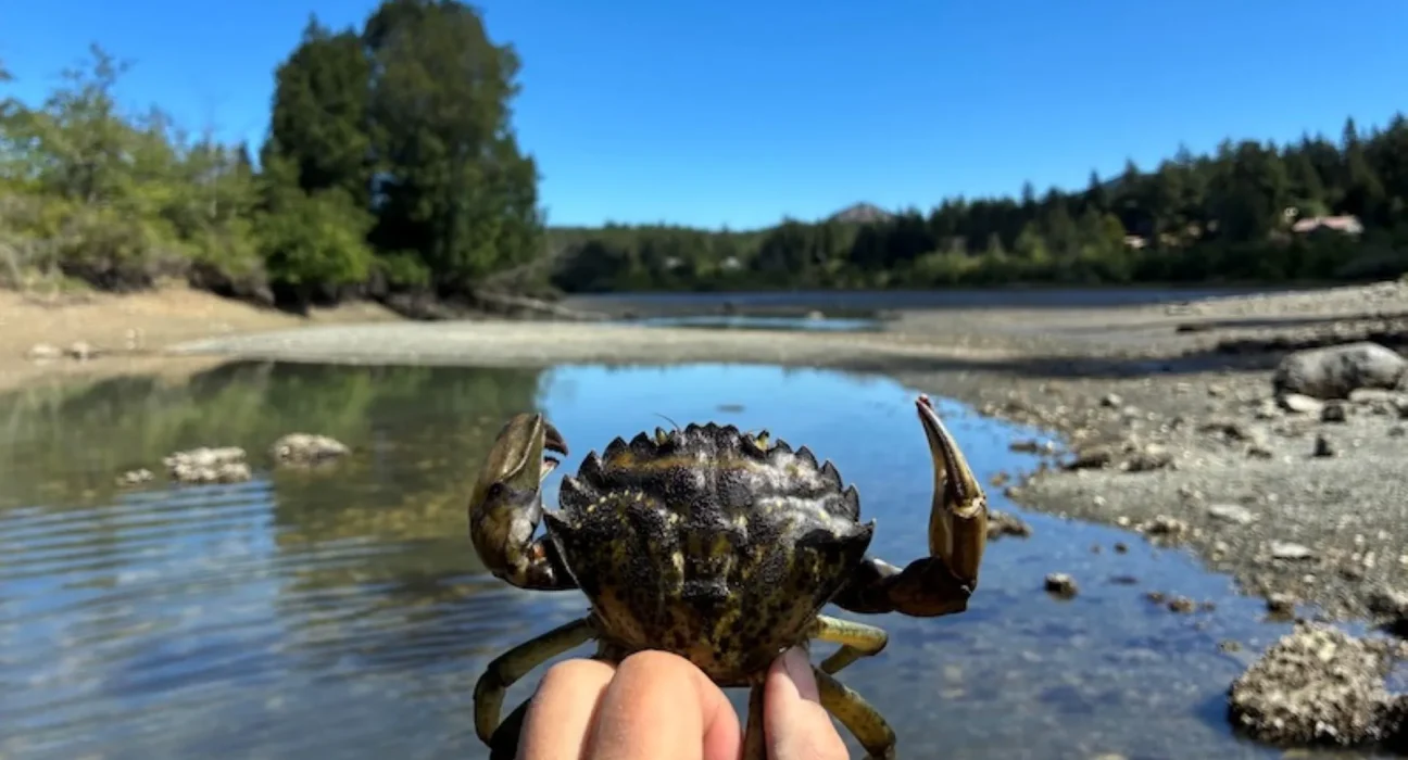 Crabe vert envahissant découvert sur l'île : une présence de longue date révélée, potentiellement en compagnie d'autres intrus.