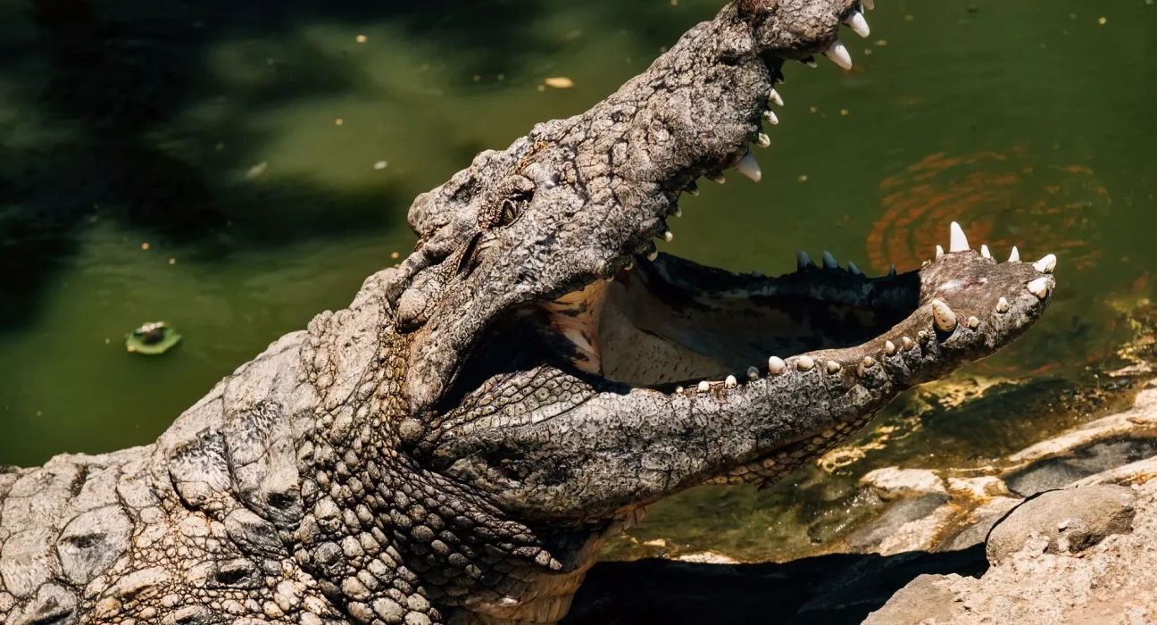 Crocodile récemment découvert, surnommé 'Le chasseur de Lucy', était probablement le prédateur suprême de son habitat.