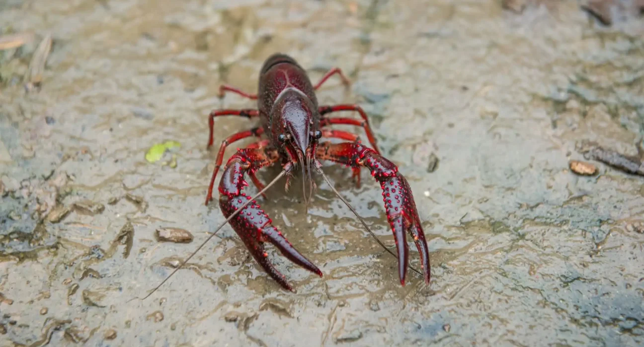 Découverte de l'écrevisse de type homard en Ontario : un avertissement sur les impacts potentiels sur les habitats d'eau douce