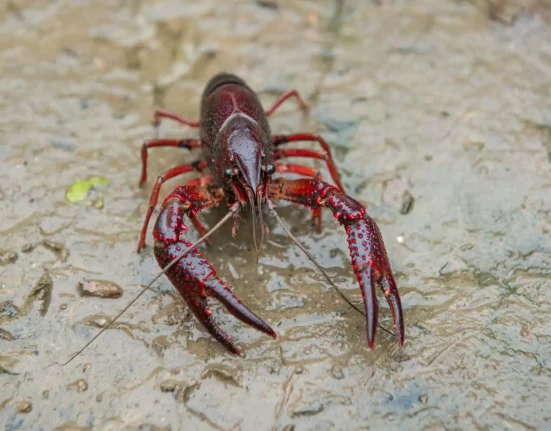 Découverte de l'écrevisse de type homard en Ontario : un avertissement sur les impacts potentiels sur les habitats d'eau douce