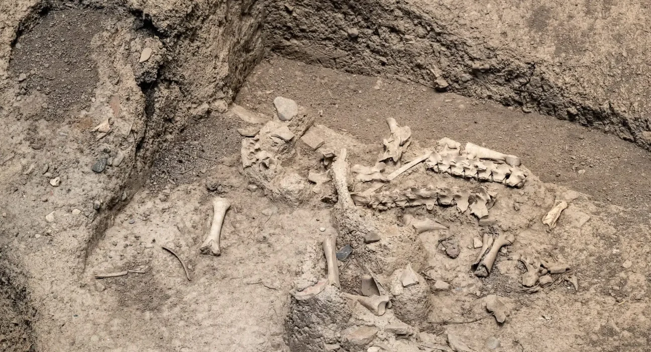 Découverte d'un cimetière gréco-romain en Égypte avec des sangliers enfouis