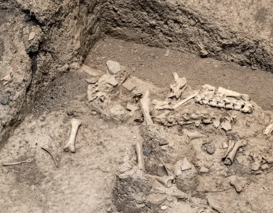 Découverte d'un cimetière gréco-romain en Égypte avec des sangliers enfouis