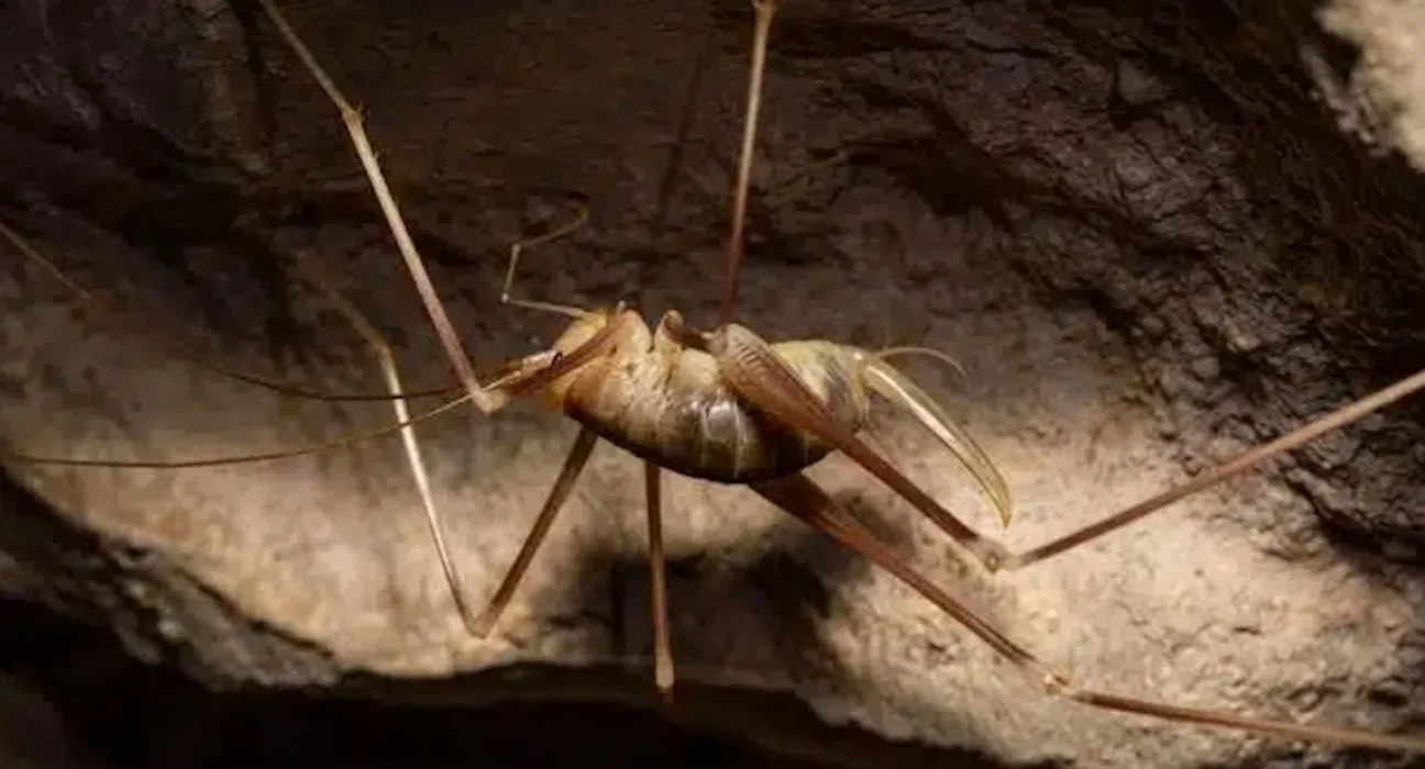 Découverte d'un nouveau cricket des cavernes en profondeur sur une petite île grecque, nommé d'après le Balrog de Tolkien.