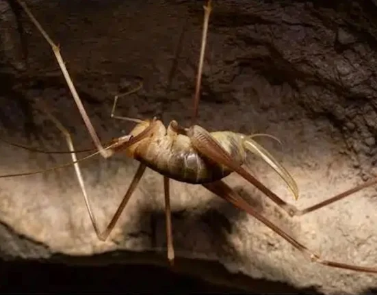 Découverte d'un nouveau cricket des cavernes en profondeur sur une petite île grecque, nommé d'après le Balrog de Tolkien.