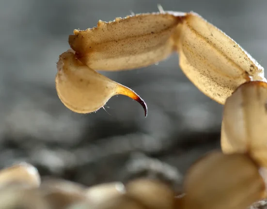 Découverte d'un scorpion de trois pieds arpenteur des terres il y a 415 millions d'années, avant l'émergence des arbres