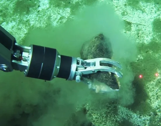 Découverte d'un vaste cimetière d'os de baleines au fond de l'Atlantique : révélations d'un monde marin oublié.