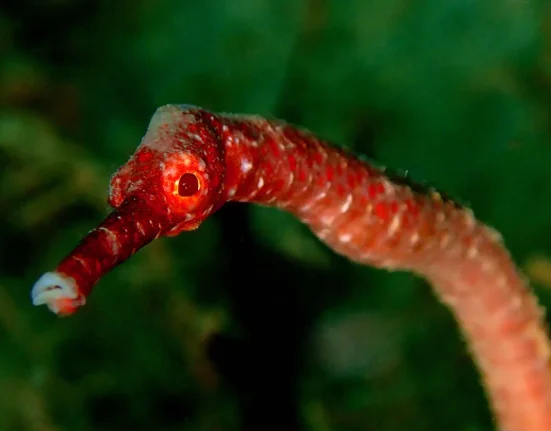 Découverte inédite : le poisson-pipe rouge à œufs, clé d'un mystère datant de plusieurs décennies.