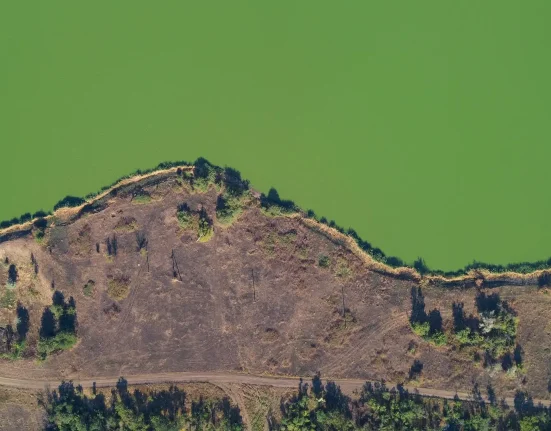 Des Algues Toxiques Envahissent les Eaux de l'Alaska : Les Conséquences du Réchauffement Climatique