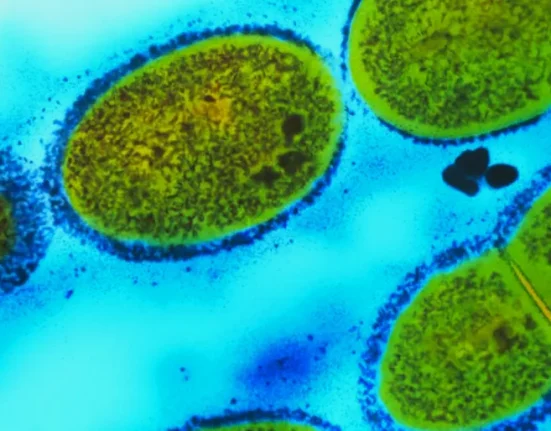 Des Bactéries Génétiquement Modifiées pour Lutter Contre les Tumeurs Hépatiques