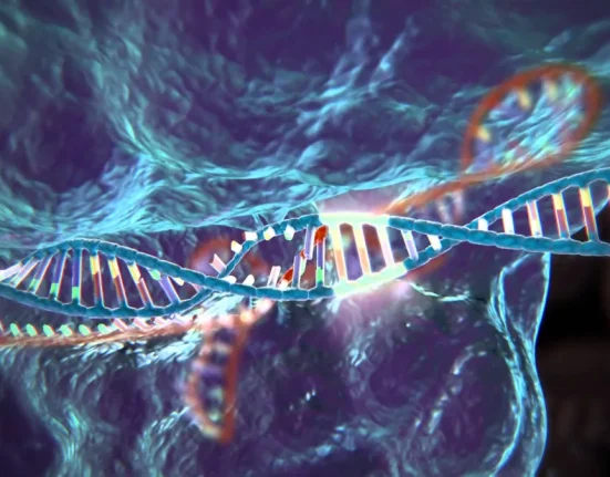 Des Porcelets Génétiquement Modifiés Immunisés Contre des Maladies Mortelles.