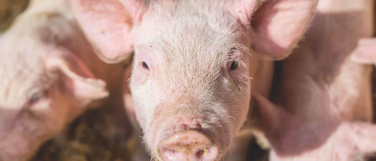 Des Porcs Utilisés Comme Incubateurs pour la Culture d'Organes Humains