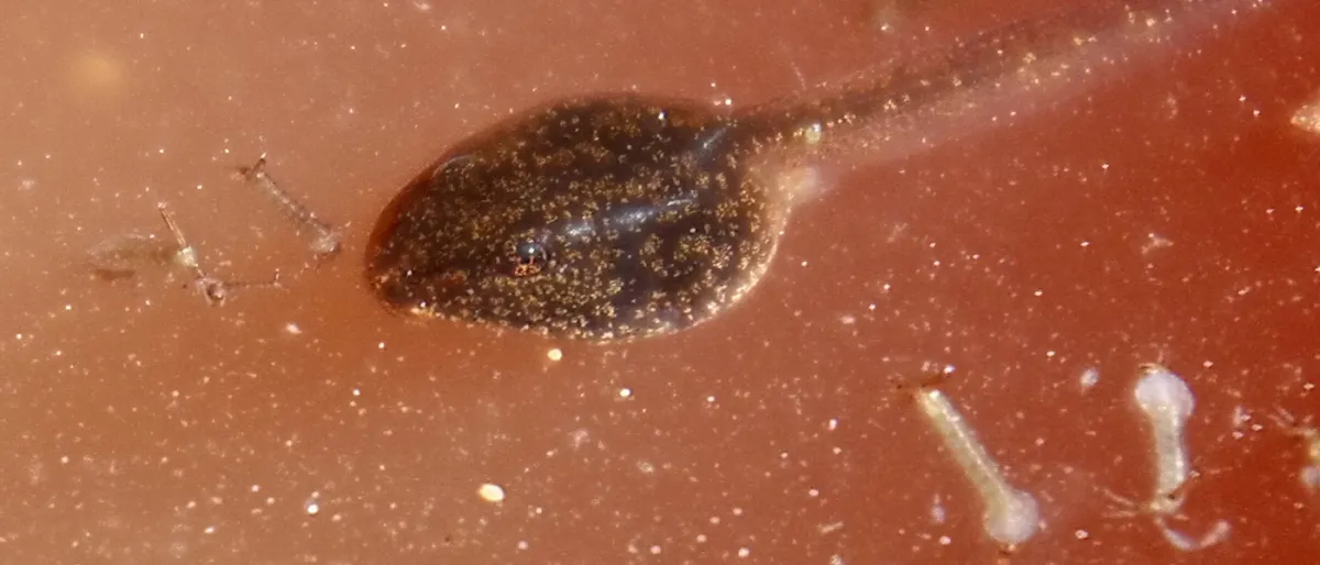 Des Scientifiques Greffent des Yeux sur le Dos d'un Organisme Aveugle, et Cela Fonctionne.