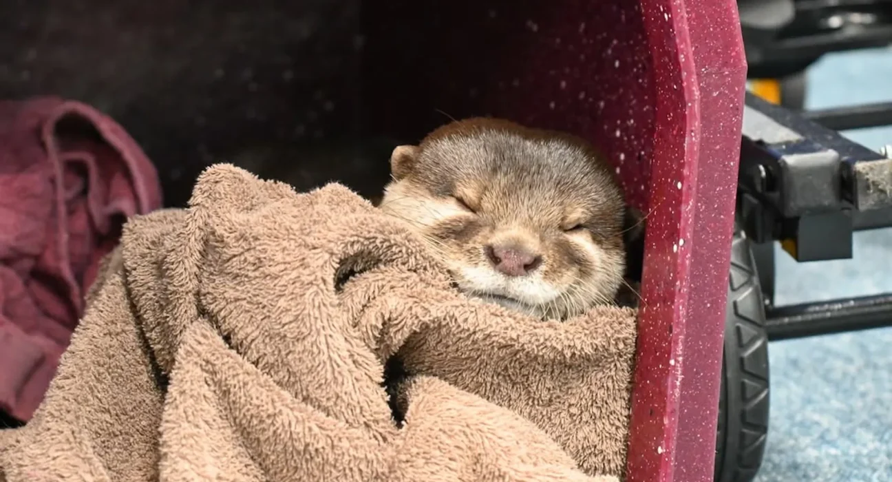 Des agents de Floride explorent Blackwater à la recherche de corps disparus, accompagnés d'une adorable loutre entraînée.