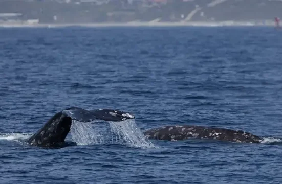Des baleines grises à Kodiak : Un spectacle rare et saisissant