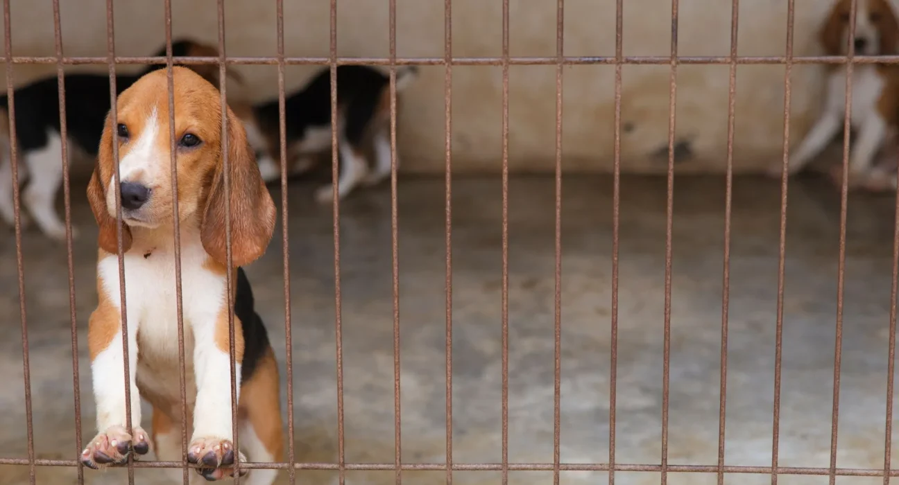 Des beagles de Ridglan à UW-Madison : injection de colorant bleu avant euthanasie et dissection