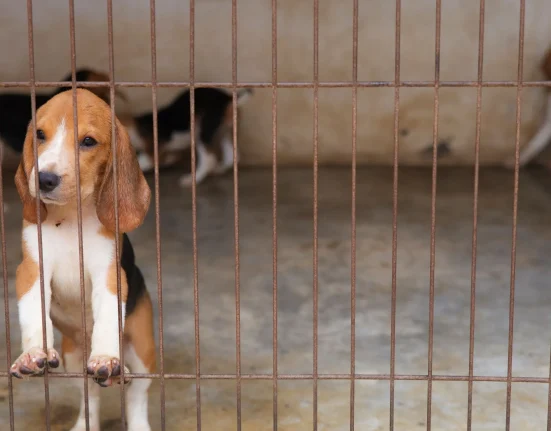 Des beagles de Ridglan à UW-Madison : injection de colorant bleu avant euthanasie et dissection