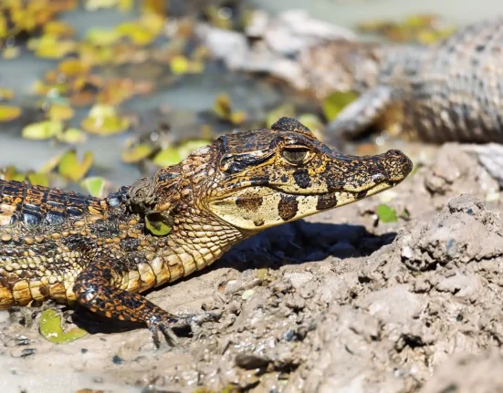 Des caïmans envahissants : une prolifération silencieuse en Floride du Sud