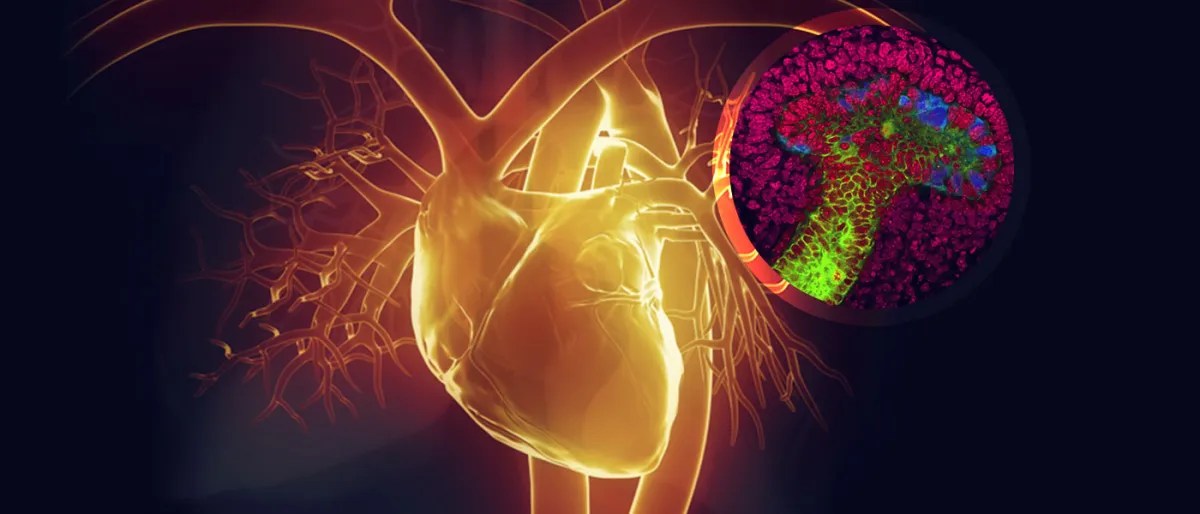 Des chercheurs de Stanford réussissent à accelerer la régénération des cellules souches humaines.
