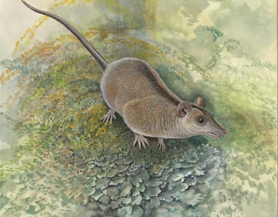 Des chercheurs découvrent une lignée inconnue d'anciennes espèces de marsupiaux.