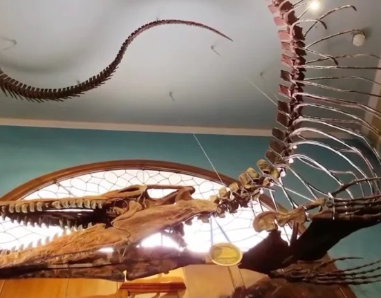 Des chercheurs redécouvrent le Tylosaurus rex, un prédateur marin de 13 mètres à partir de fossiles anciens.