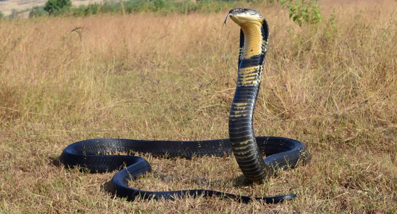 Des cobras royaux aux pythons birmans : l'évolution des serpents vers le cannibalisme