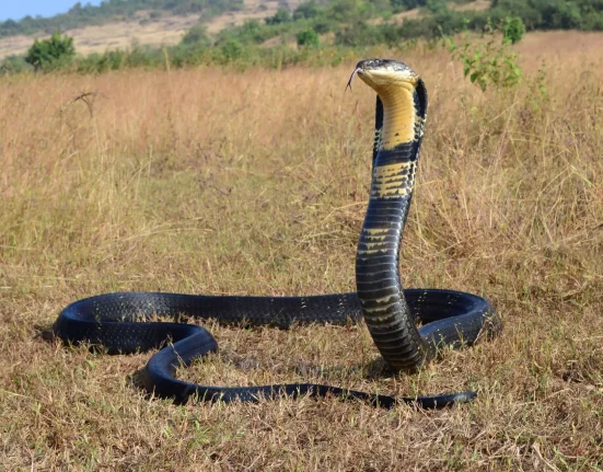 Des cobras royaux aux pythons birmans : l'évolution des serpents vers le cannibalisme