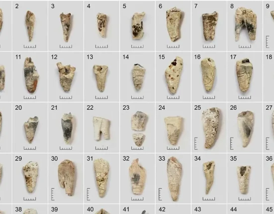 Des dents incinérées révèlent leurs secrets : des urnes vieilles de 3 000 ans defient les archéologues.